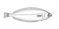 Greenland halibut. Hand drawn realistic illustration